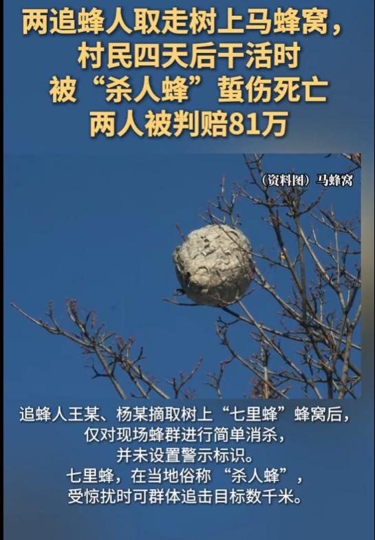 贵州湄潭，两男子是追蜂人，其在一村民家茶园内上摘走一个“七里蜂”蜂窝，而七里蜂又