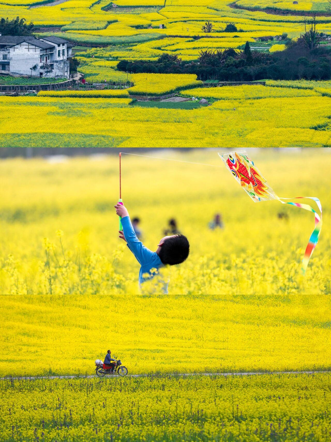 📣错过再等一年！💛80万亩磅礴花海，从脚下一直铺到天边，汹涌的金色花海，