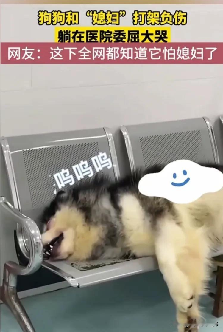 全网都泪目了。家里的小主人突然生病，而且没有食欲，精神头也不好。家里的狗狗特别担