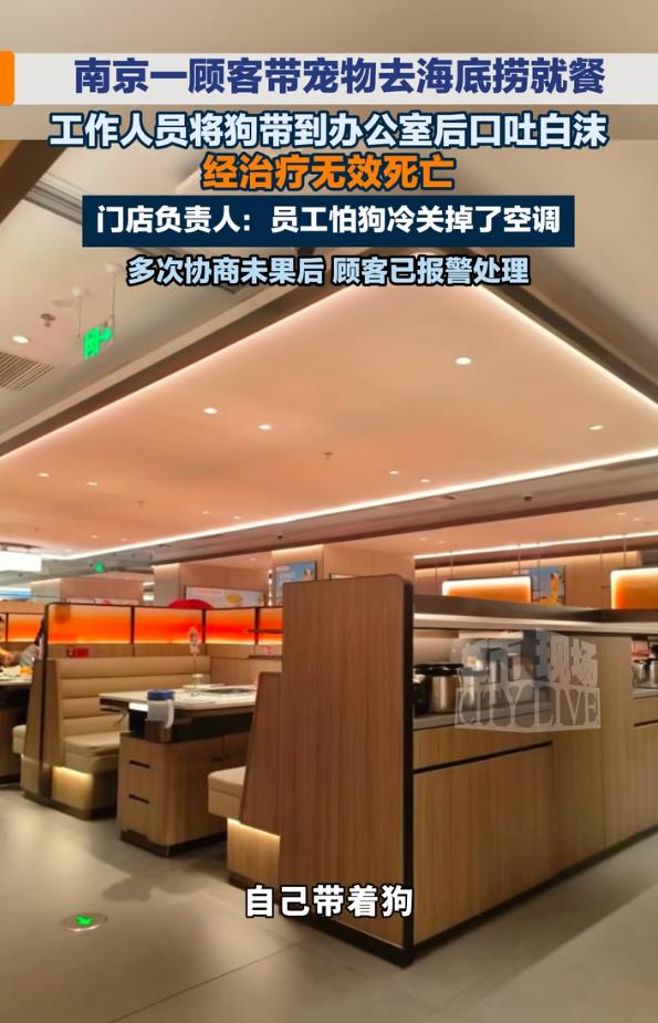 吵翻天！江苏南京，一女子带爱犬去海底捞吃饭，店员主动把狗抱进办公室，还拍胸脯保证