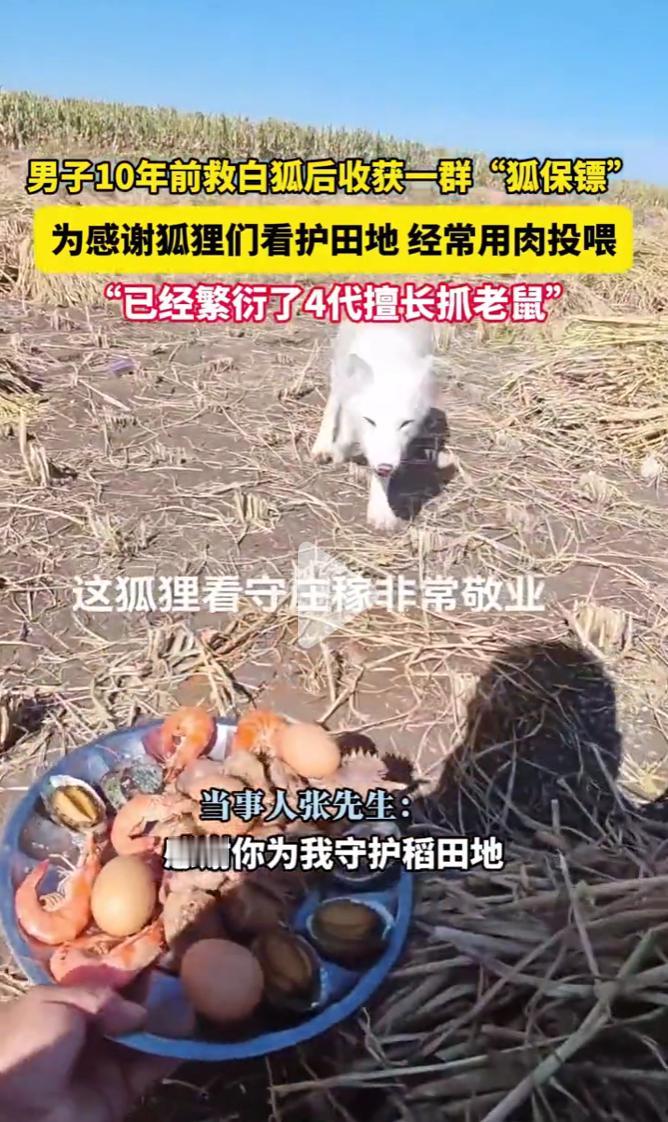 你救我一命,我谢你几世,现实版的“人狐情未了”。这事儿真稀奇,把锐见看呆了。