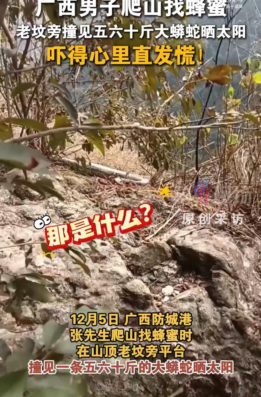 广西防城港，一男子爬山去找蜂蜜，期间坐在石头上休息，突然发现不远处好像什么东西动