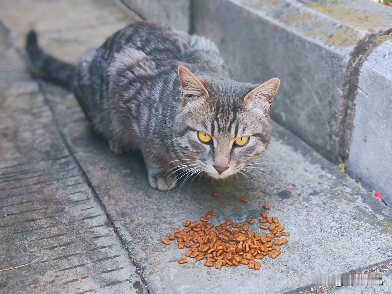 让流浪的狸花猫也过个小年午后，身拨披温暖的阳光在外散步，习惯性地装了点猫粮在