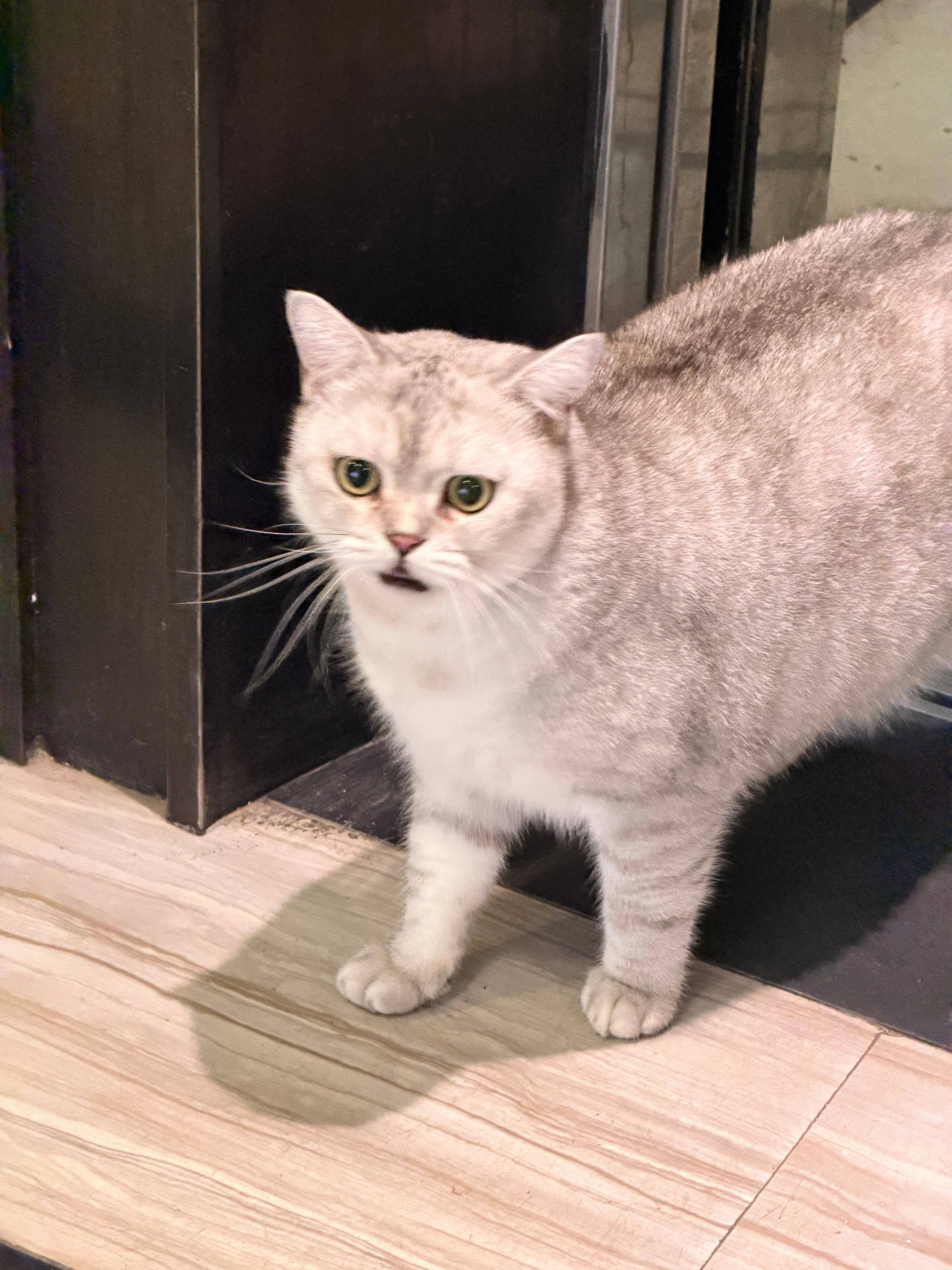 我感觉有点跟不上这个时代了……这年头，猫都会坐电梯了，你敢信？（我开门出电梯，它