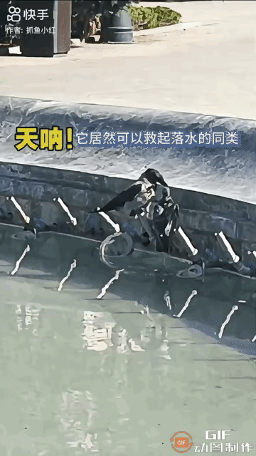 一只鸽子飞行许久，实在口渴难耐。它降落到水池边，正想喝口水，不料因长时间飞行体力