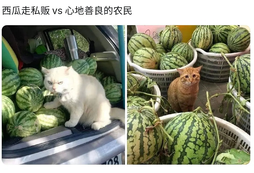 哈哈哈哈哈哈哈