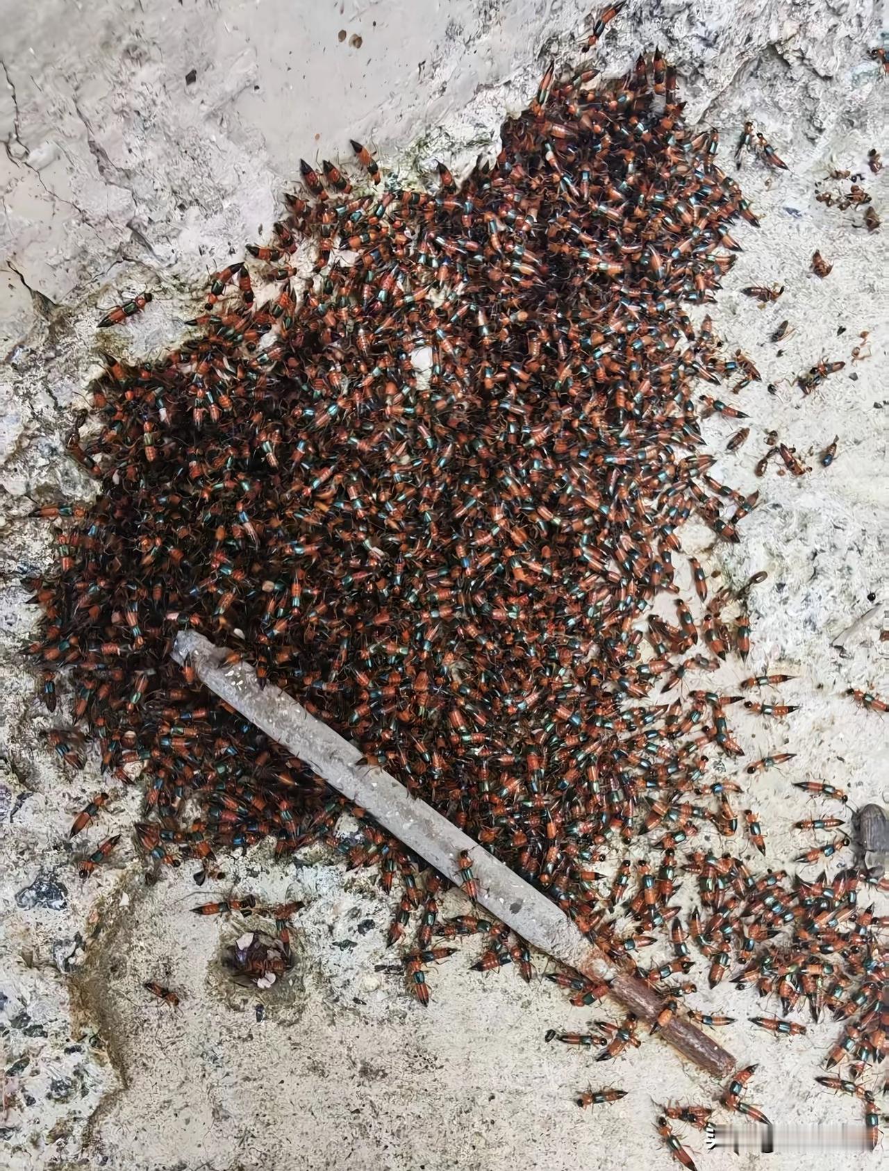 听说西安最近很流行这个