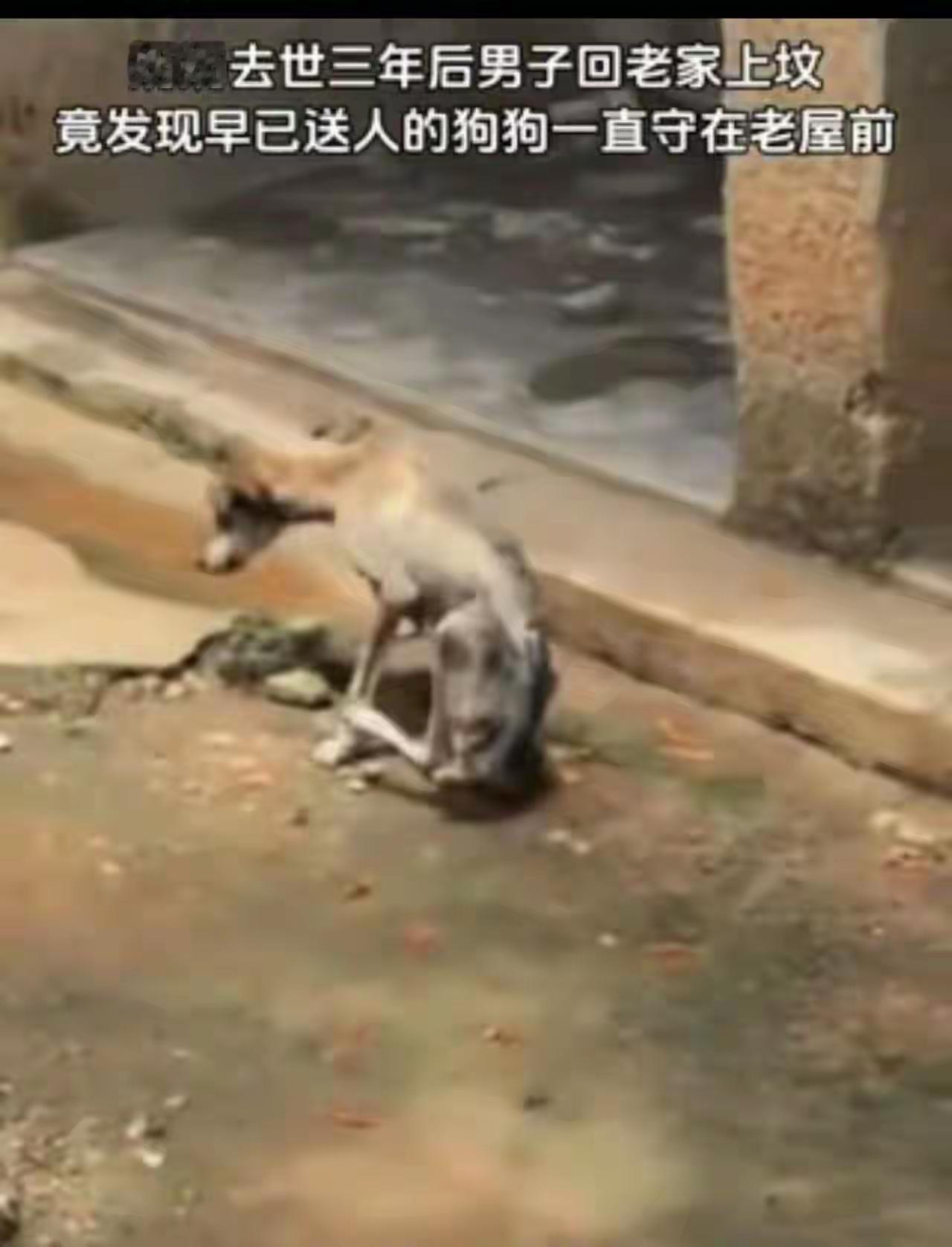 这则故事令人感慨万千。男子在奶奶去世后，将奶奶养的狗送人，三年后回到老家，却意外