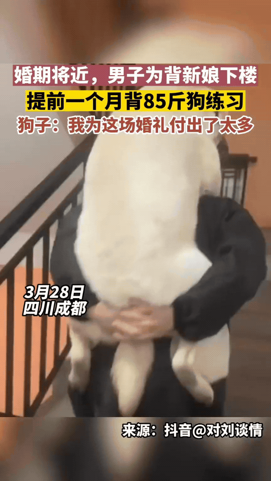 婚期将近，为了背新娘不翻车，提前一个月抓了家里85斤的“陪练”。狗子：我为这场婚