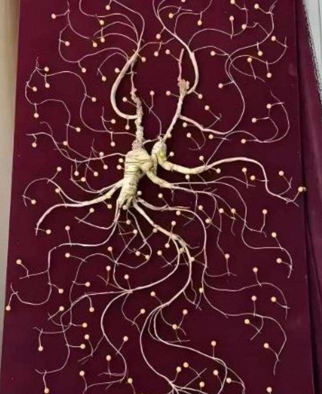 1981年，一颗重量超过七两，价值超过200万的野生老山参在东北被挖出，而且开挖