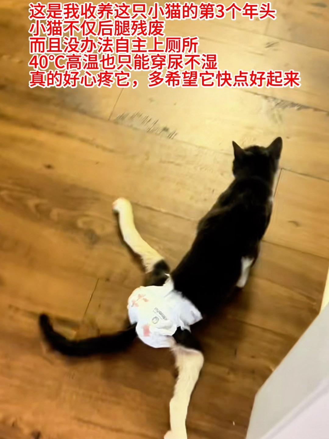 这是我收养这只小猫的第三个年头，小猫不仅后腿残废，而且没办法自主上厕所...