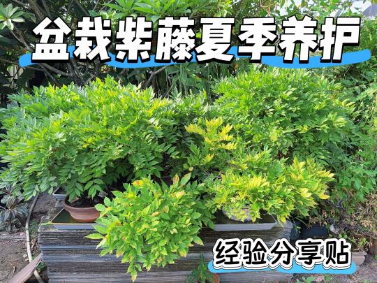 紫藤盆栽的夏季养护经验分享（上）