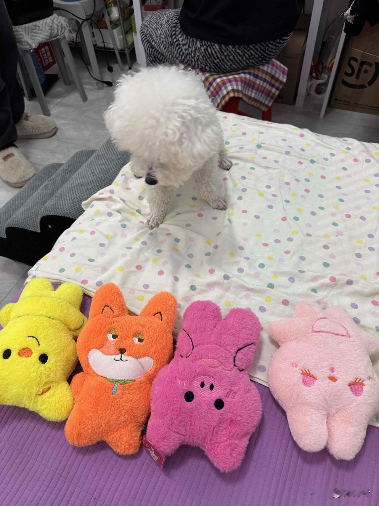 喜欢娃娃的小比熊眼花缭乱了，这些漂亮的娃娃选哪一只才好呢，昨天去逛商场，因为不能