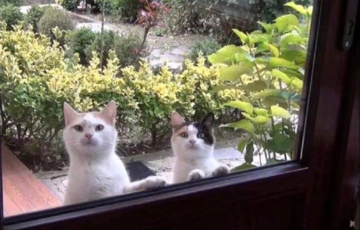 猫咪在外面“鬼混”了一年，回来时还带了一只猫咪回来。