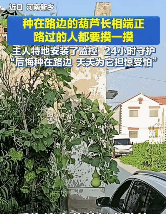 河南新乡一老哥，最近让个葫芦给整魔怔了。路边种的葫芦藤结了果，偏偏长得太“标