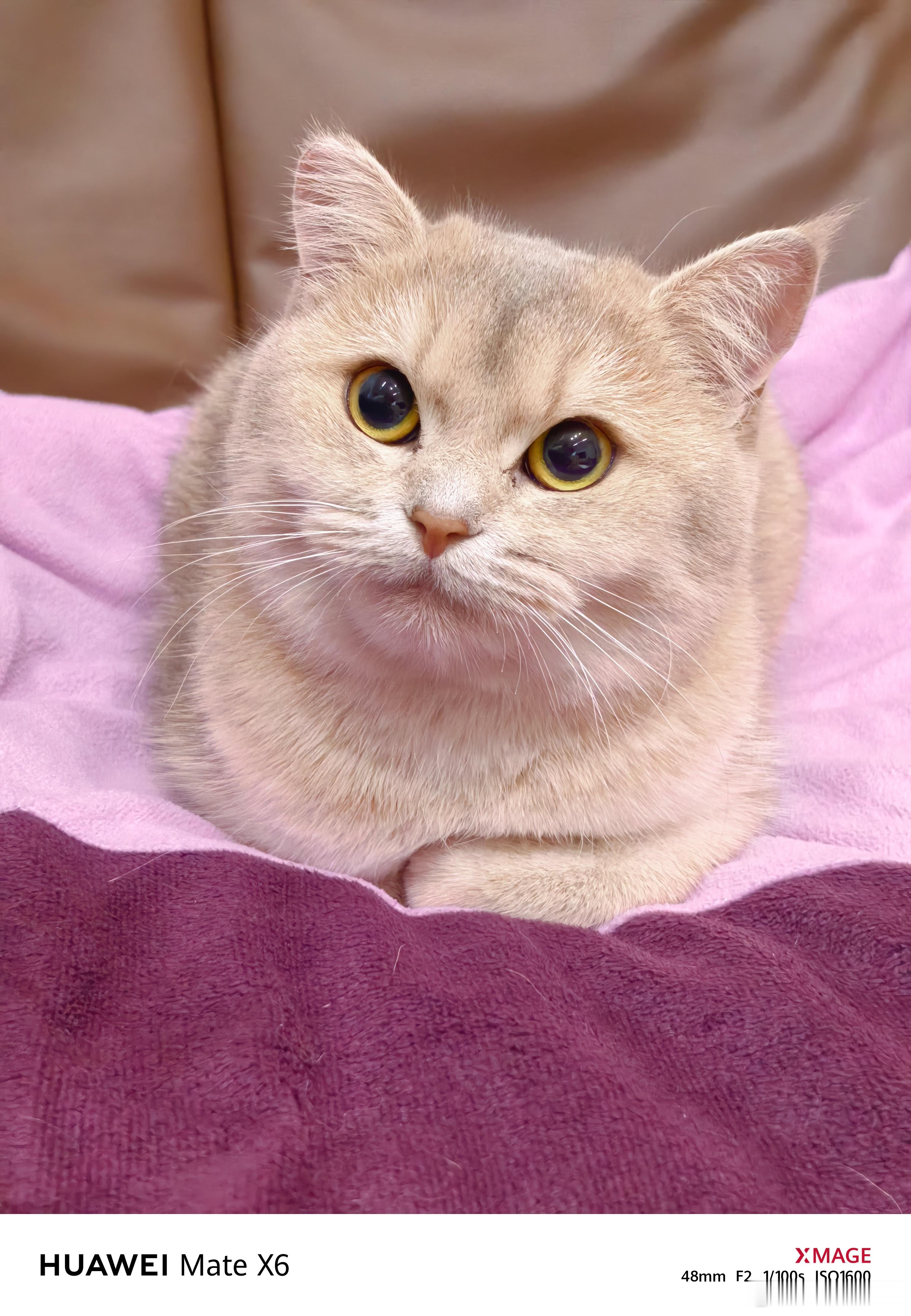 小猫坏事做尽我家香香就没做什么坏事，性格还算温柔，哈气归哈气对我还是不敢下爪。