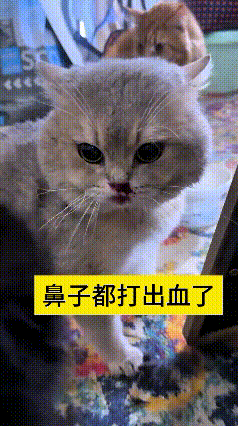 哎呀妈呀老铁你快瞅瞅！俺家一共三只猫，今儿俩货不知道因为啥急眼了，薅着就干架，