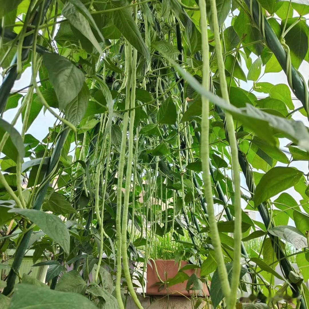 🌿在菜园的一方小天地里，豇豆肆意生长，藤蔓缠绕出自然的诗意，豆荚修长如绿玉垂挂