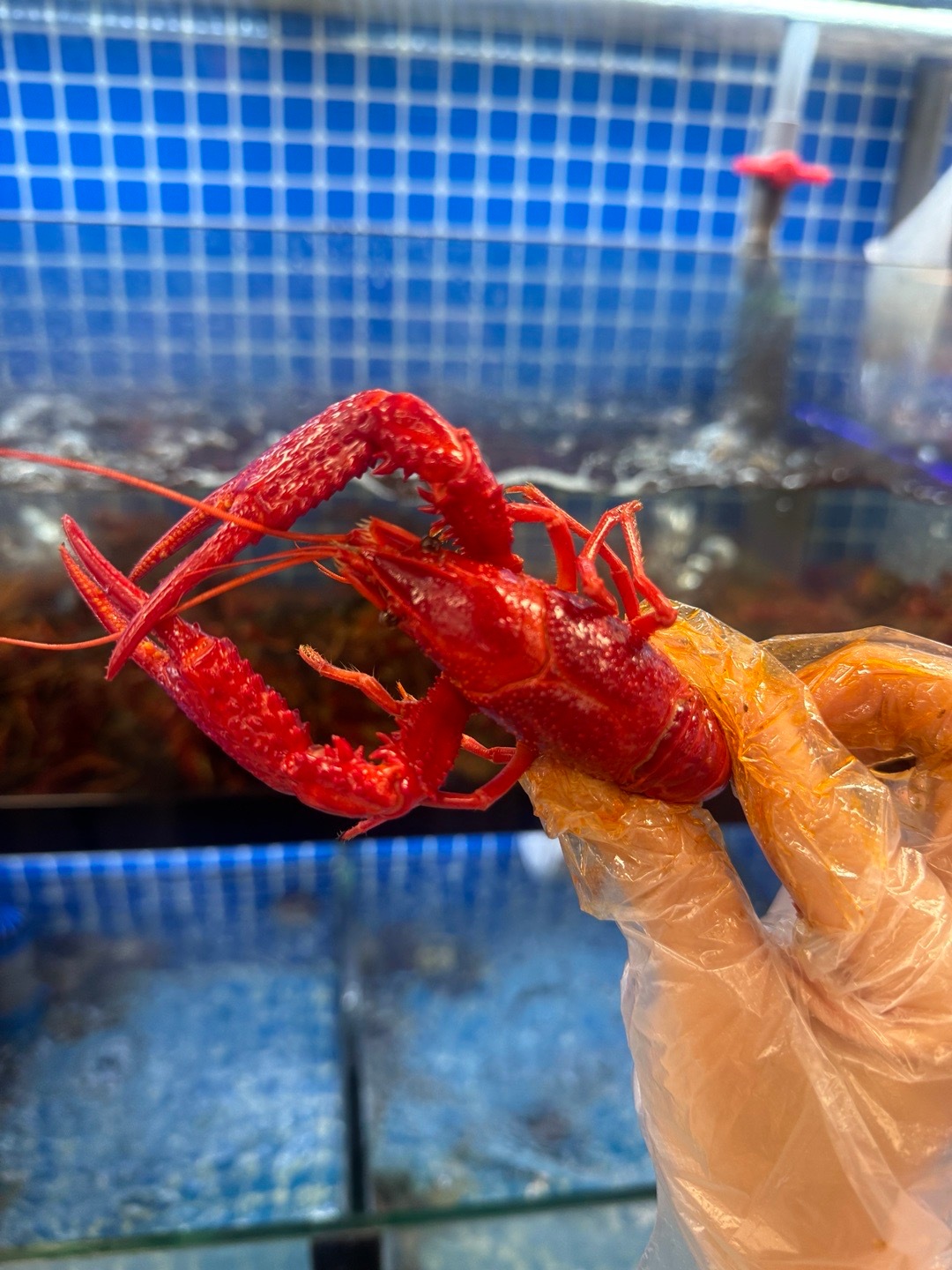 好小龙虾啊🦞