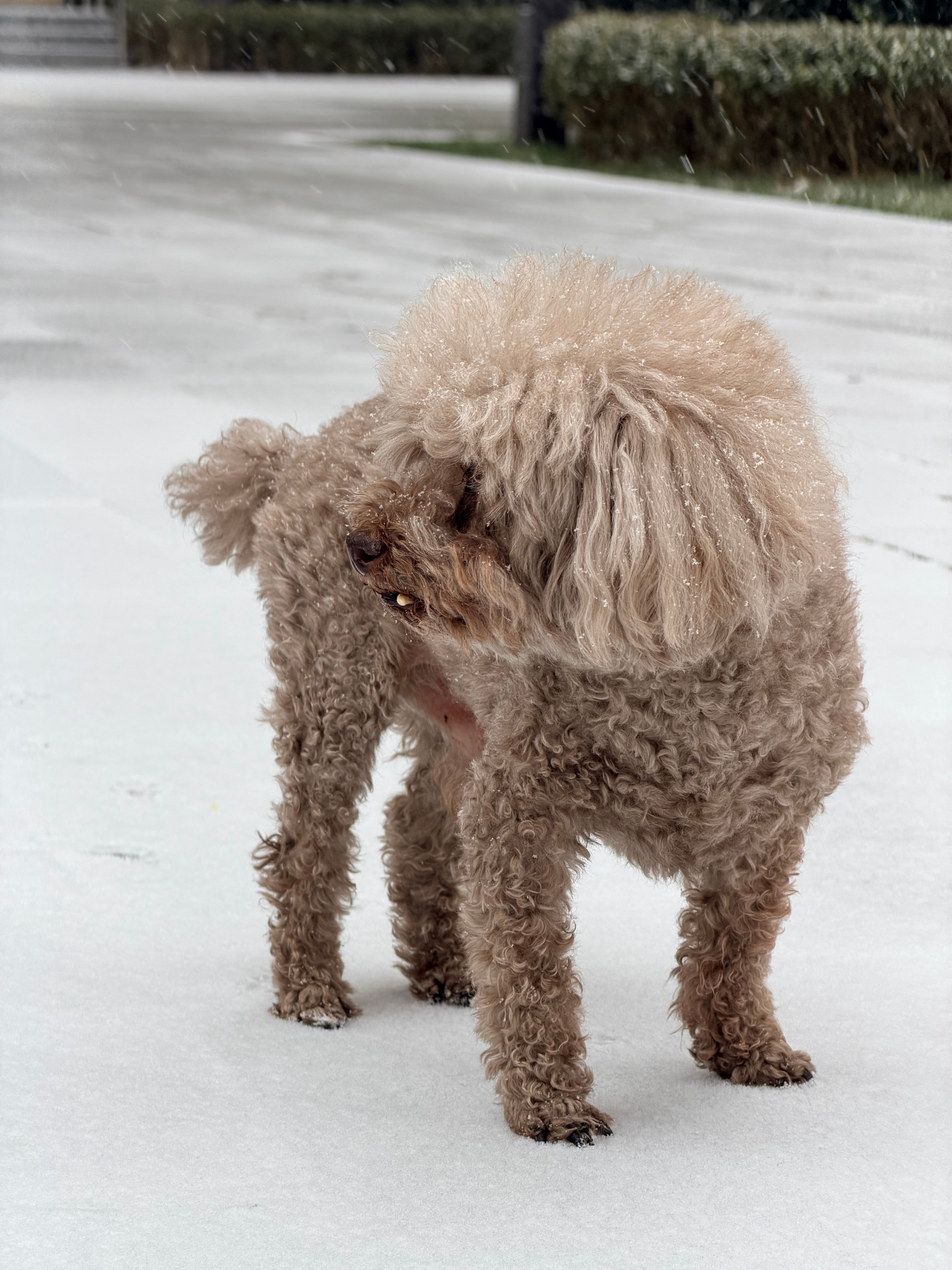 2025初雪摄影大赛北京终于下雪了，本来还觉得这雪蛮小的，没想到一会儿就积少成多
