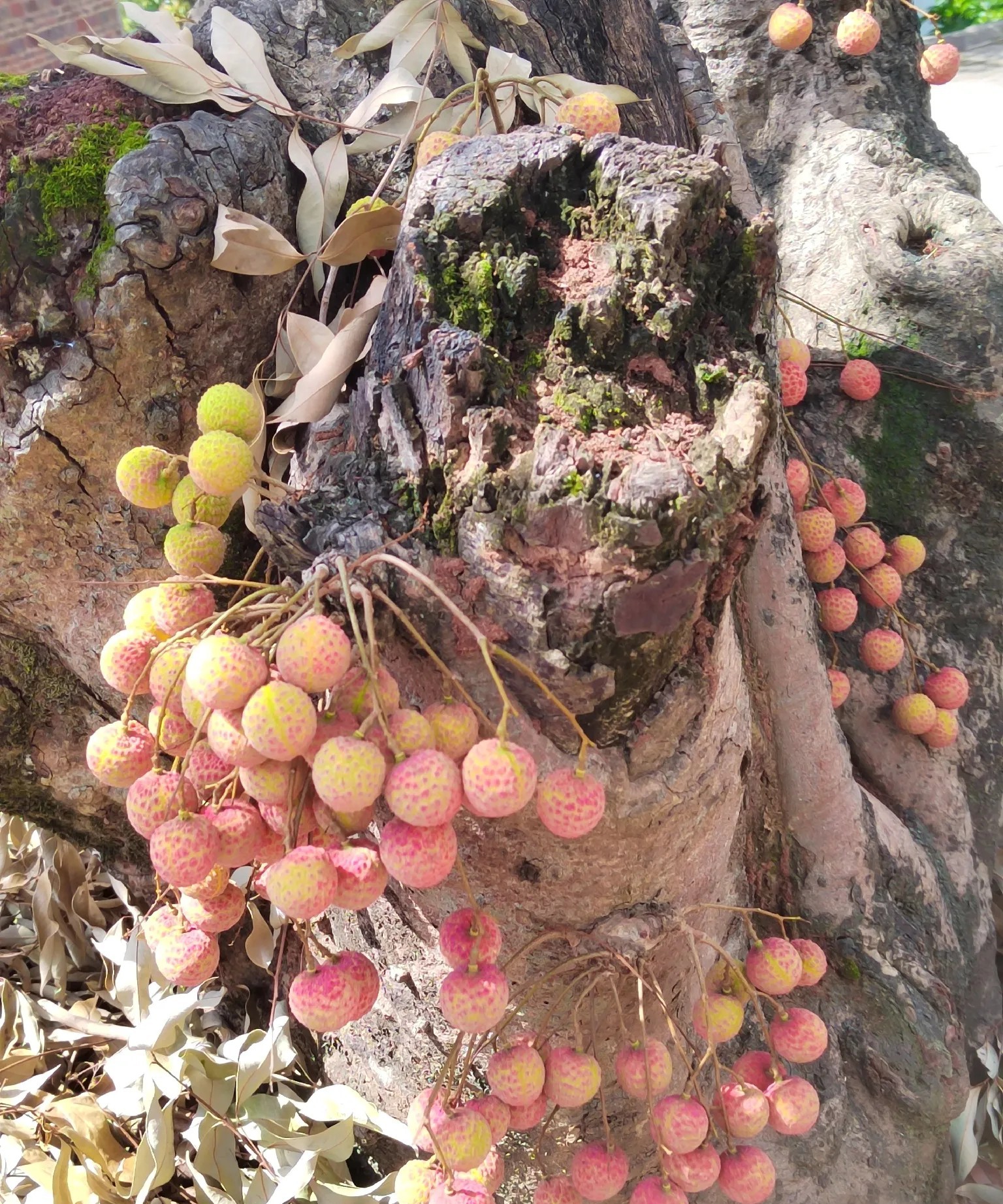 第一次看见荔枝长在树头