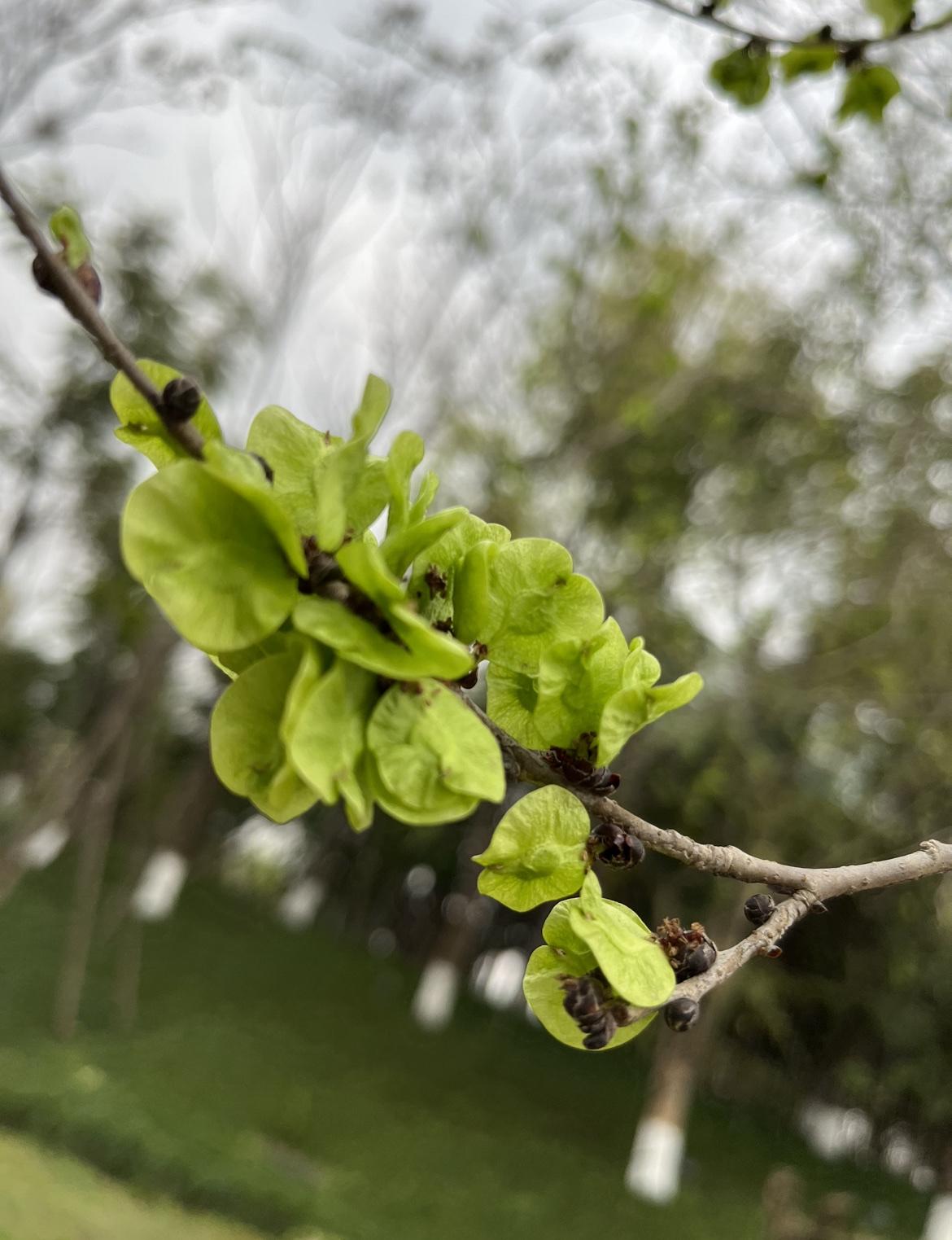 四川春天吃野菜也不入南北之争，北方吃榆钱、荠菜，南方吃马兰头、荠菜，四川不吃荠菜