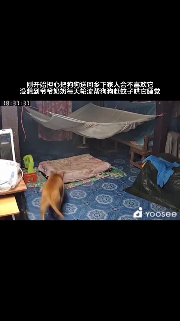 刚开始担心把狗狗送回乡下家人会不喜欢它，没想到爷爷奶奶每天轮流帮狗狗赶蚊子哄它睡