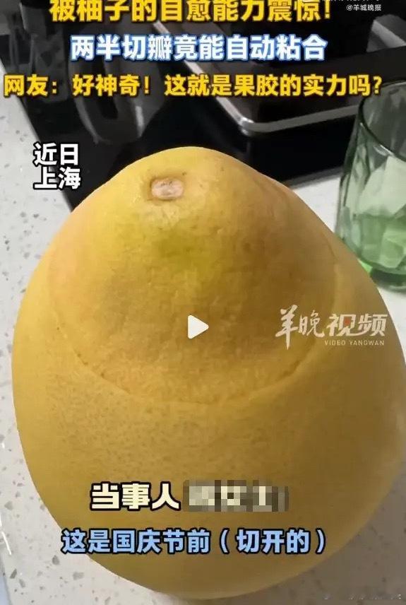 “开眼界了！”2025年10月，上海，一女子将柚子的顶部切下又盖了回去，放进冰箱