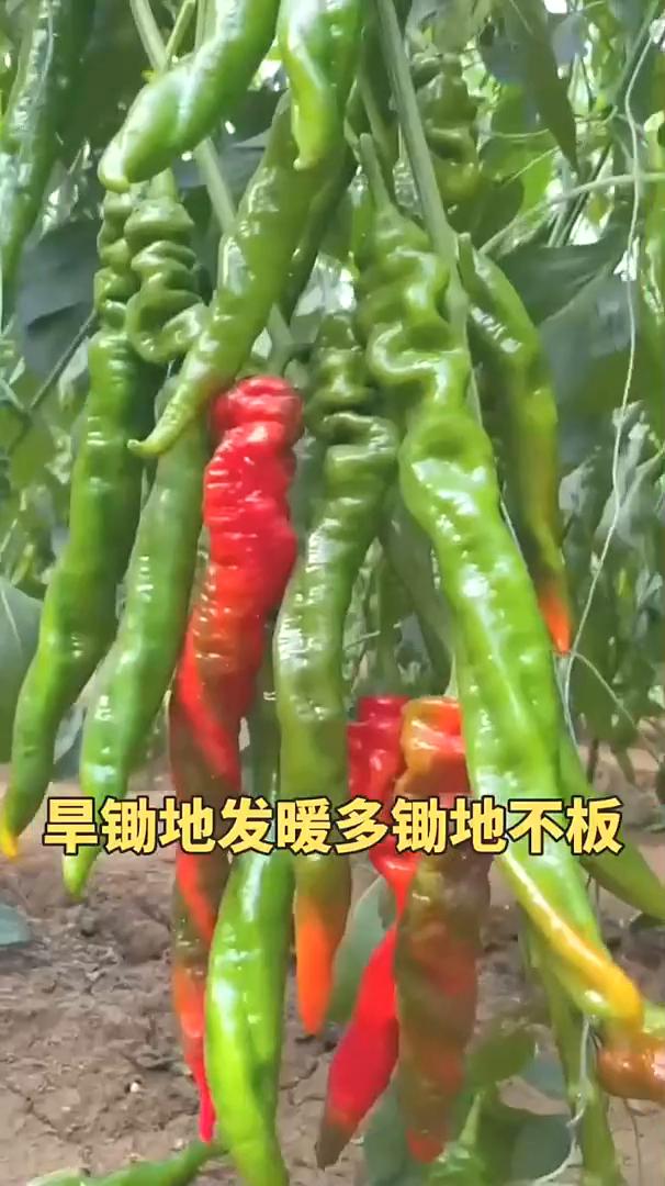 浅种油菜苗苗壮，深点南瓜惹人爱。深种玉米浅种麻，雨种豆子晴种麻。头伏萝卜二伏菜，