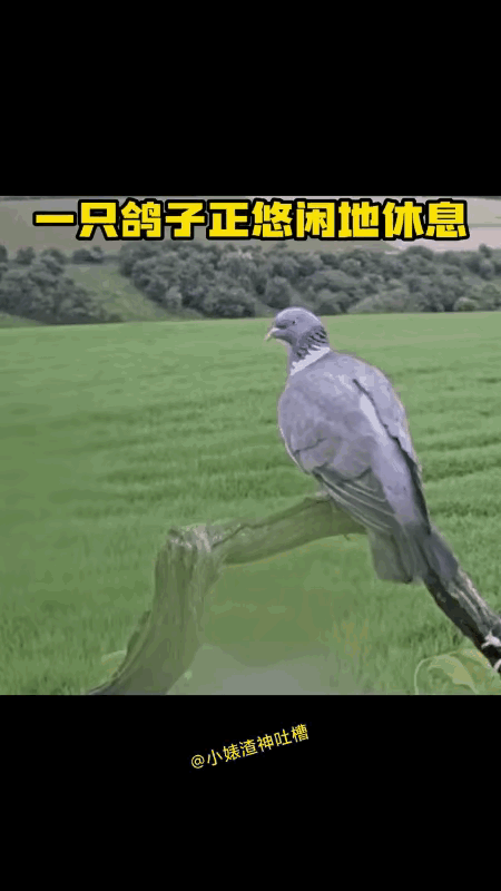 鸽子：见鬼了，这不就是我的冤家吗？