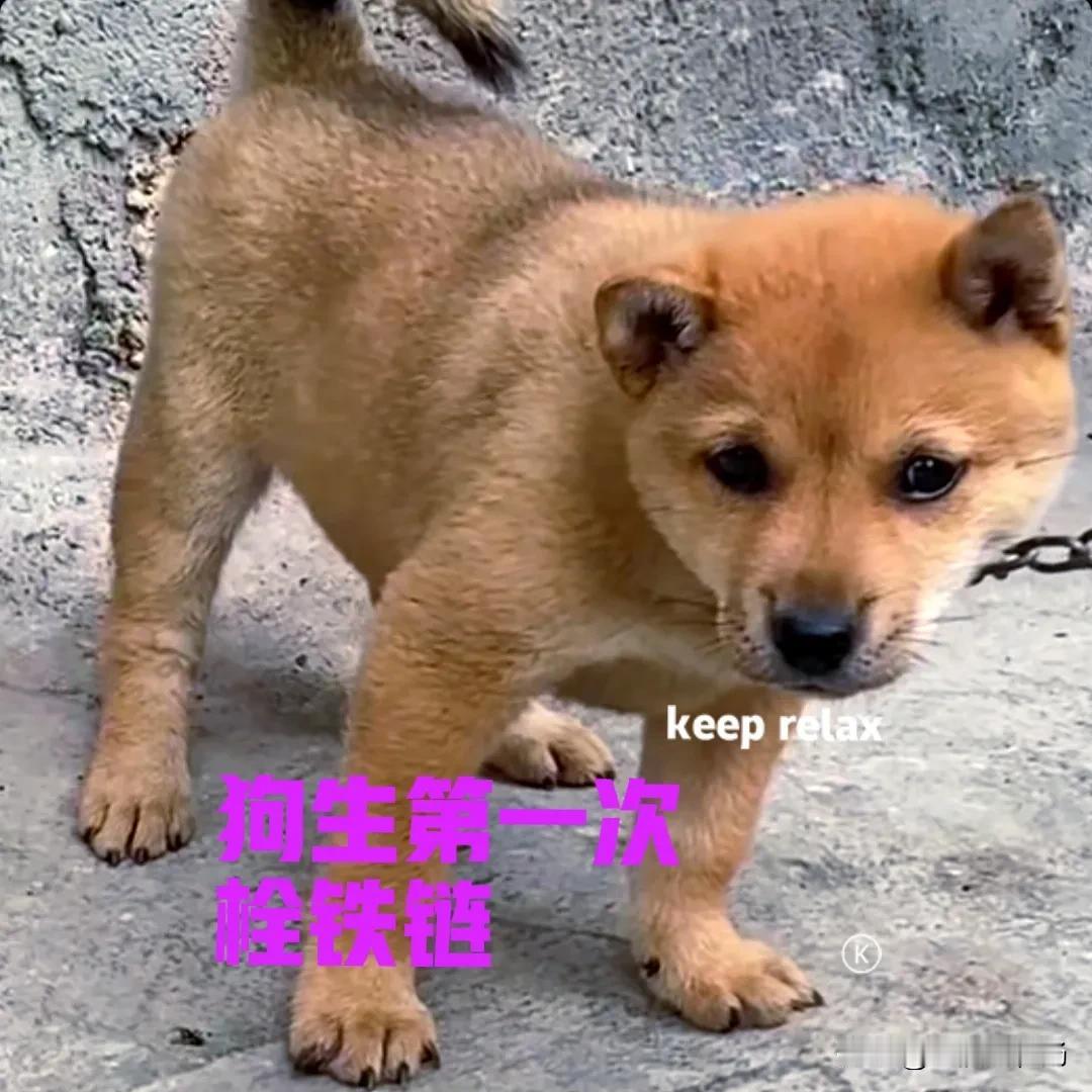 昨天不知道谁出去的时候，搞忘了关院子的大门，家里的小狗竟然偷跑了。等我发现小狗不