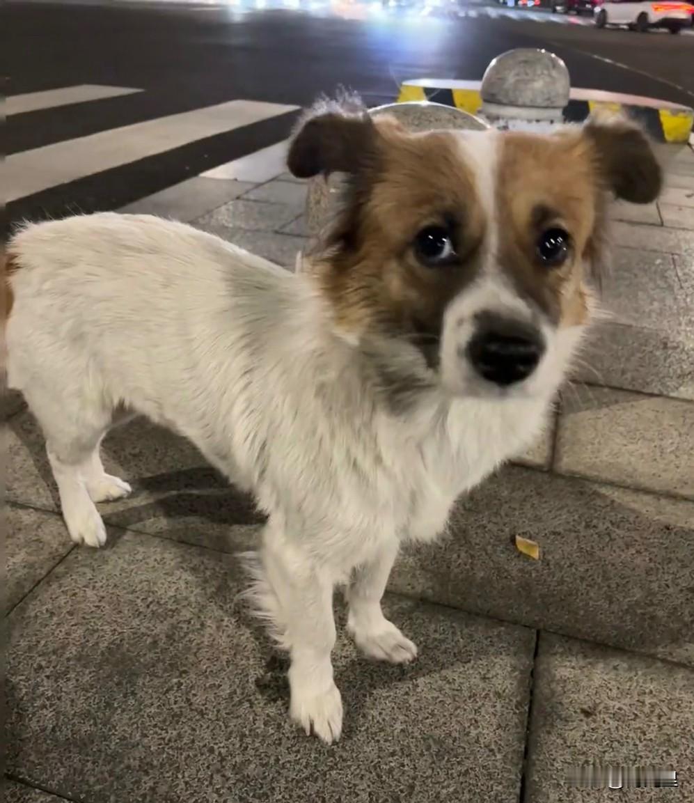 事实证明：路边的狗子不能捡朋友看到路边小狗可怜就带回家晚上孩子身上就