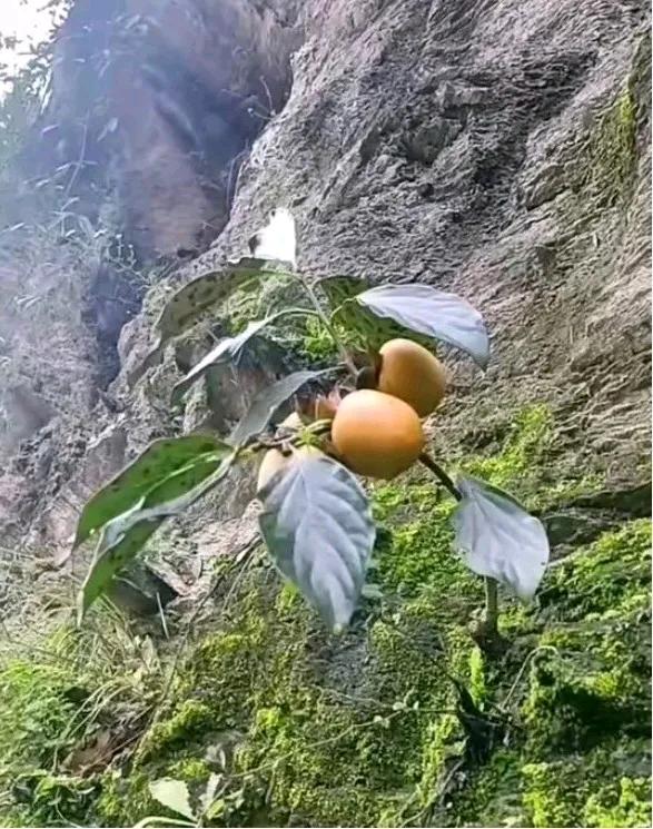 这张照片拍于今年9月25日，照片中的这棵果树，生长在一座海拔2300多米的高山绝
