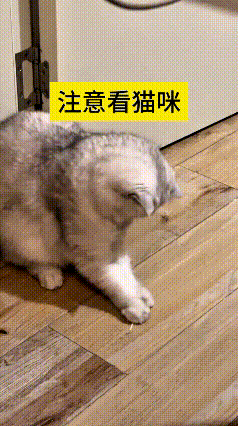 我看了好几遍这段视频，笑的停不住。猫咪盯着地上的小棍想捡起来，小爪子扒拉来扒拉去