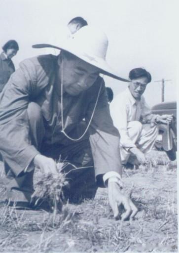 1959年夏，周恩来总理在石家庄附近农村调研时来到槐底大队麦收后的地里，见田埂与