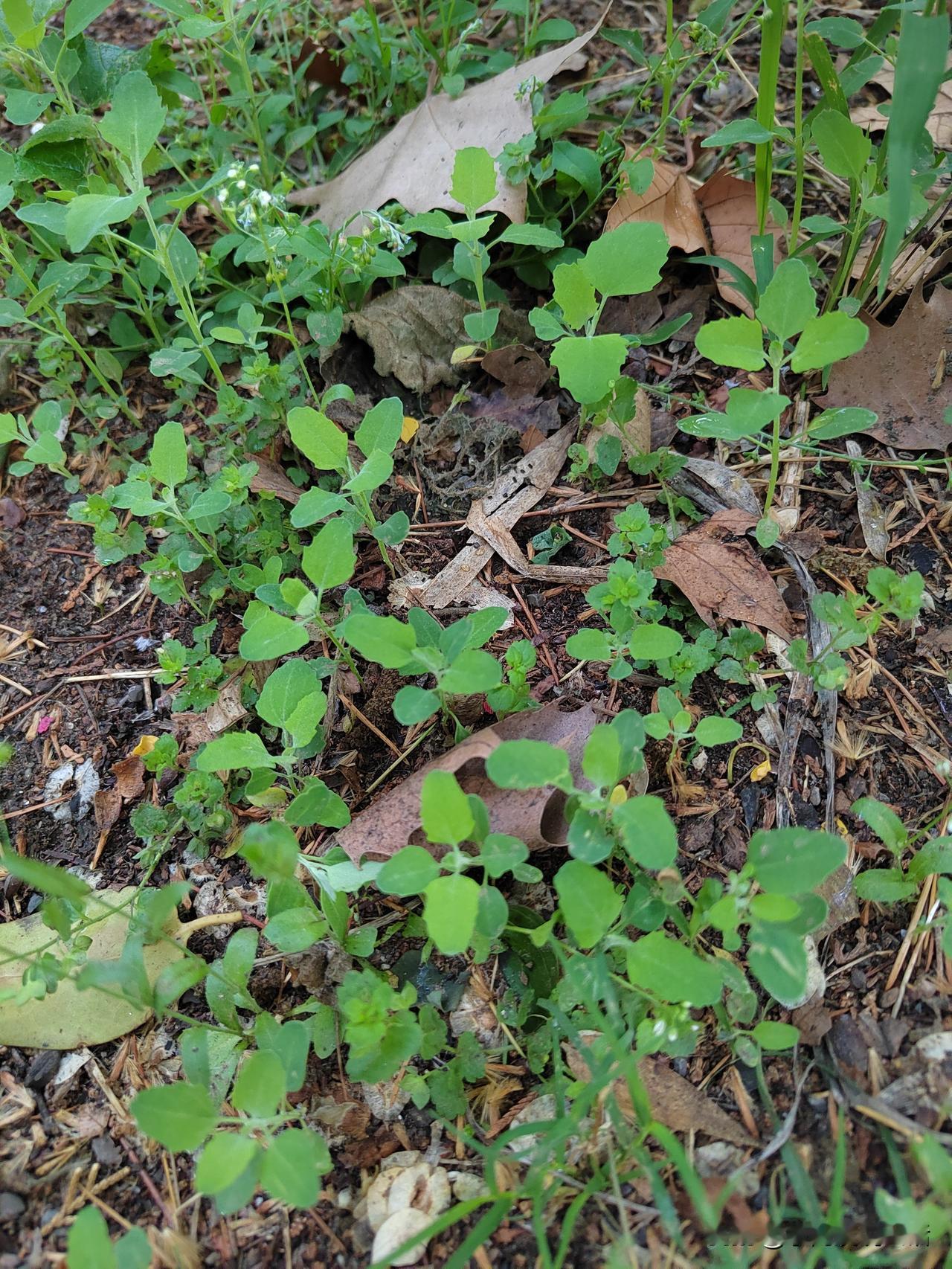 出门三小时，至少赚了一百块！这段时间，茵陈没了，荠菜蒲公英老了，嫩香可口的就是