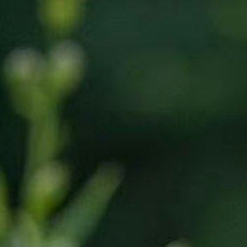 种植0000种植桔梗花：要选用二年生桔梗结的种子。这种种子大而饱满，颜色深，播