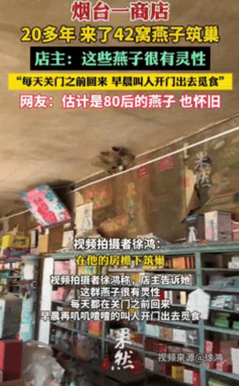 太有灵性了！山东烟台，女子开店20多年，发现一件稀奇事，这么多年来，总共来了42