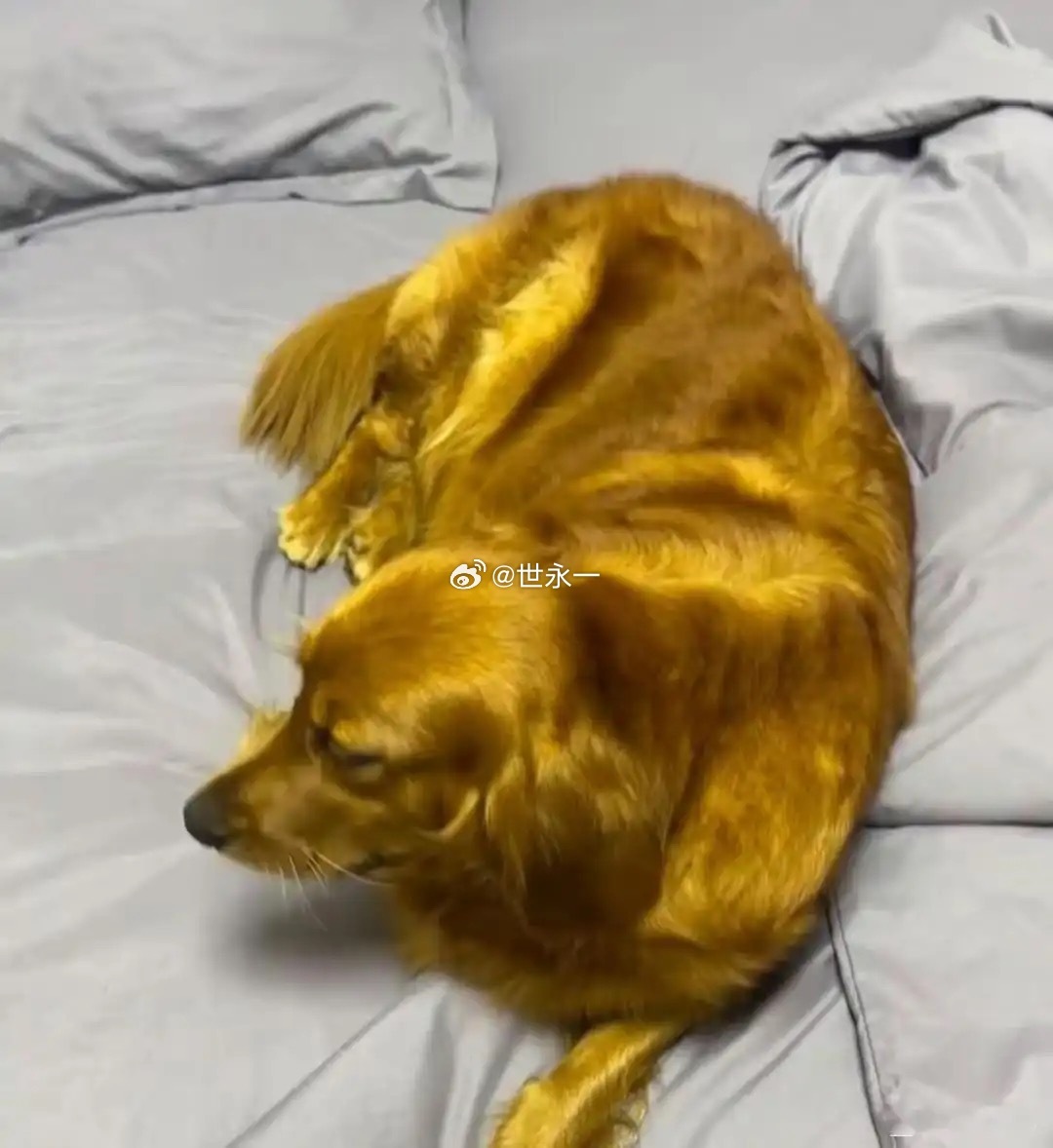 这才是金毛吧，你们养的那个可能叫黄毛