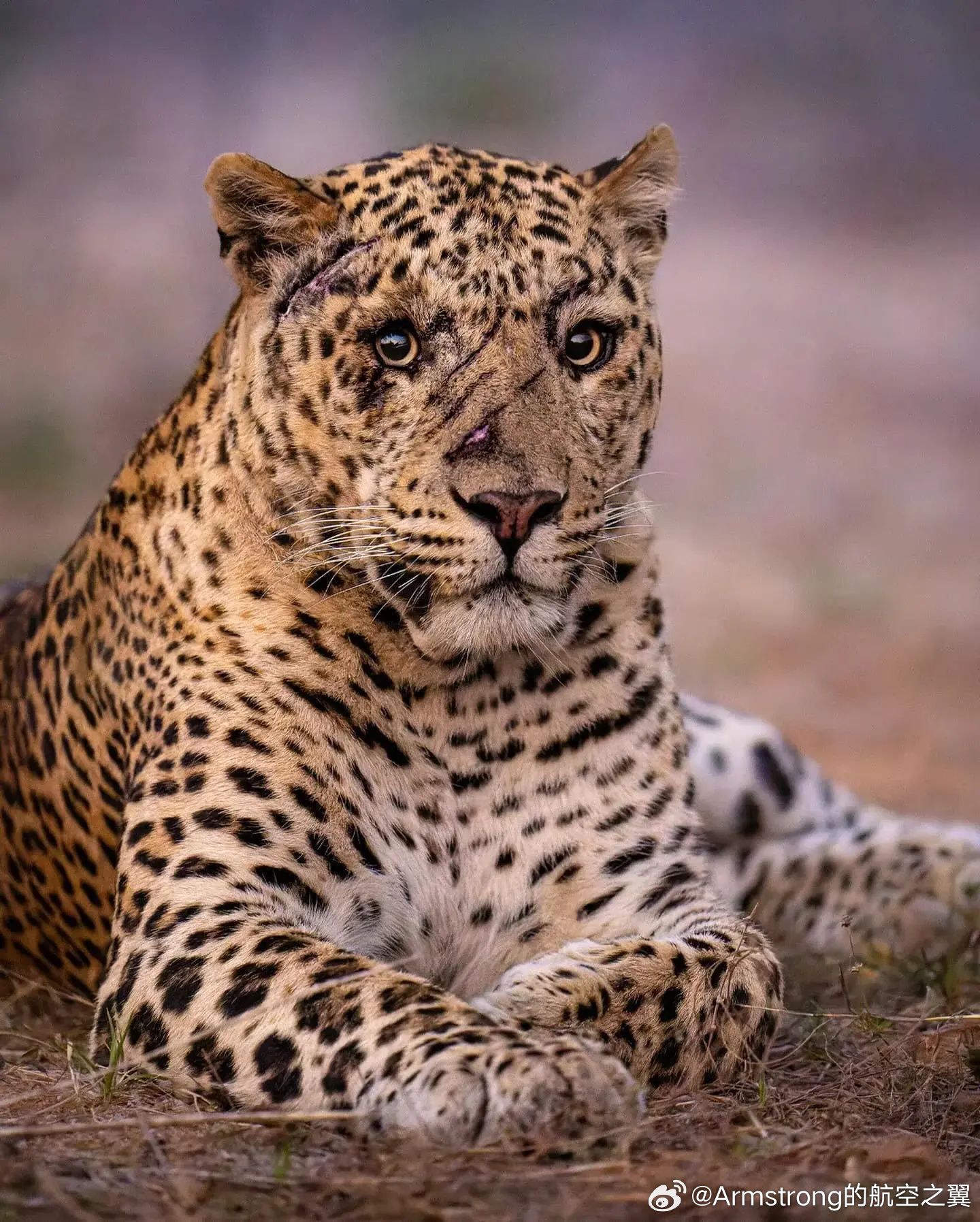 摄影师马龙·杜托伊特捕捉到了一只雄伟的豹子骄傲地展示战斗生涯中留下的伤痕。地点：