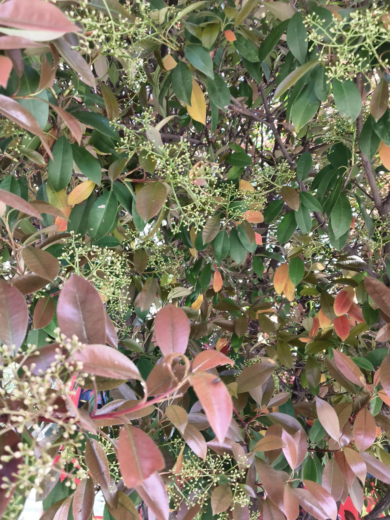 晒出你的本地生活没想到玉兰花真的要结籽了，不知道往年怎么样？今年看这花儿谢了之后