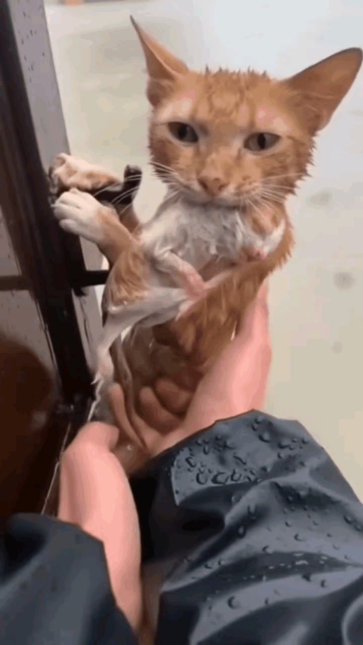 看哭！洪水里死死扒住门的猫妈妈，这才是最伟大的母爱😭洪水肆虐，水位不断上