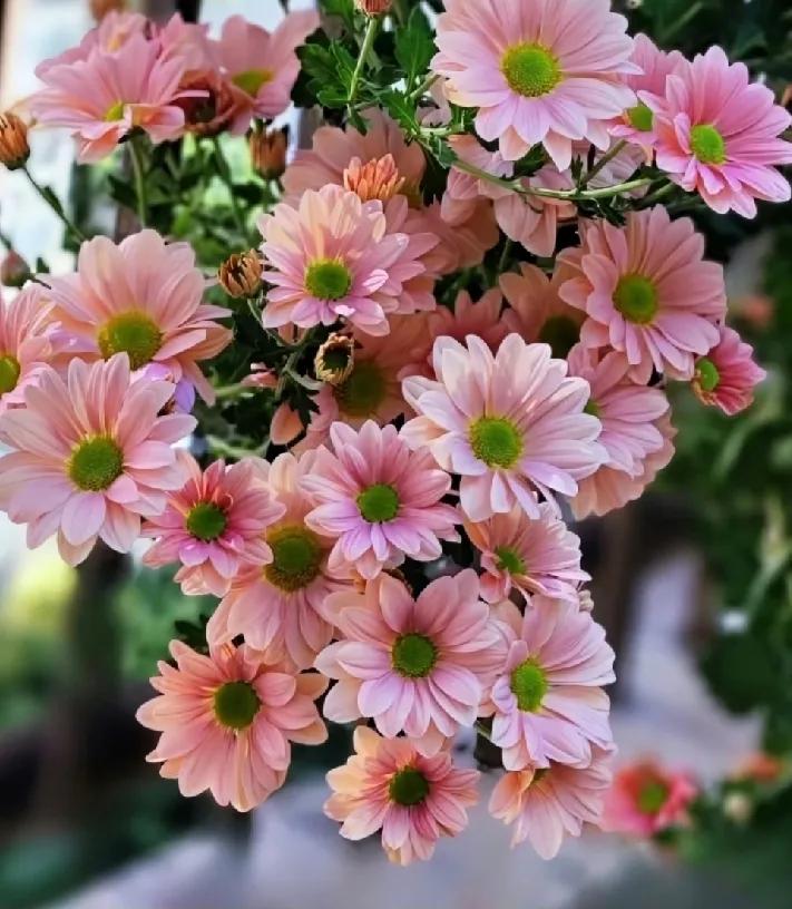 看见这簇粉菊挺养眼，结果点进来是出哭笑不得的闹剧——女的出轨被老公抓现行，