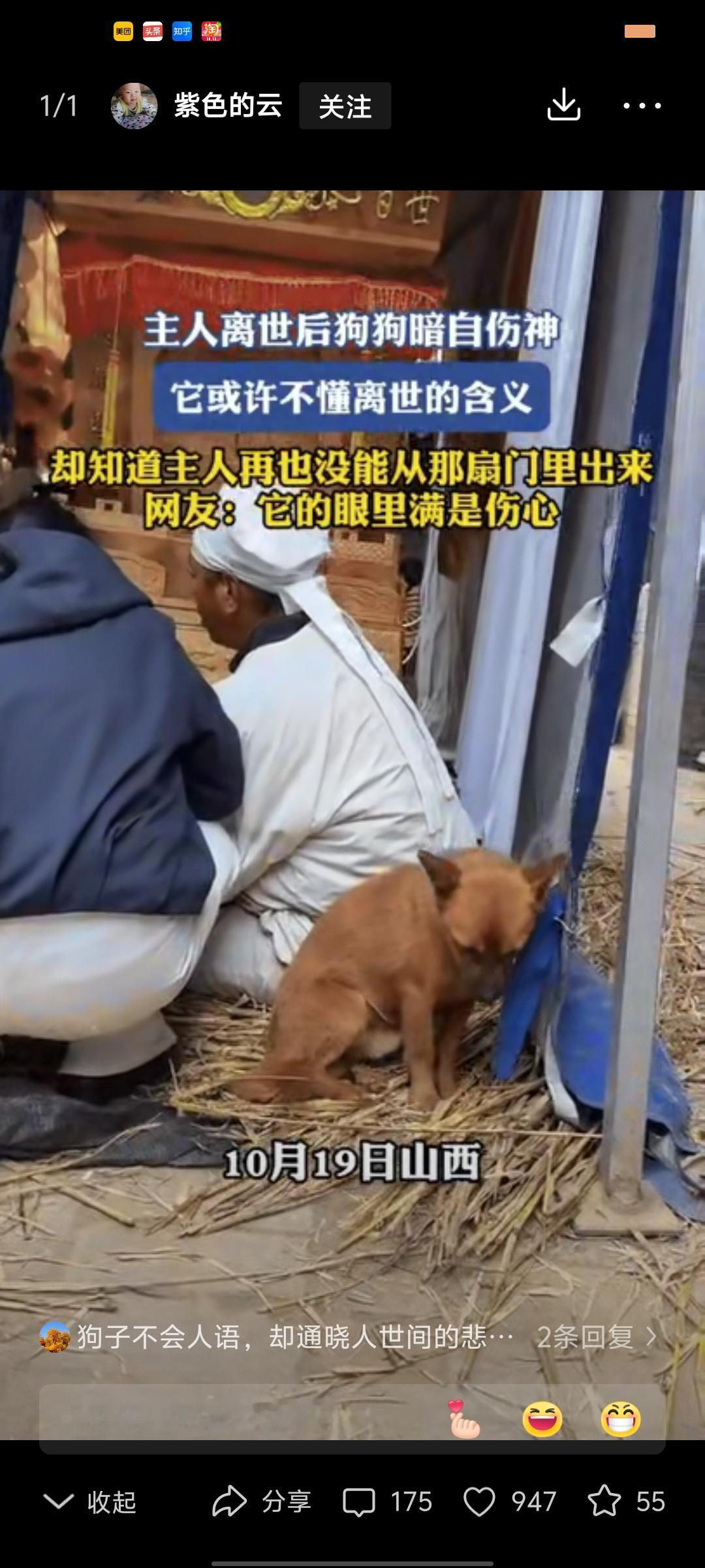 “彻底解释不清了!”山西一老人去世，哀乐一响，家里的狗狗找个角落低下头暗自伤神，