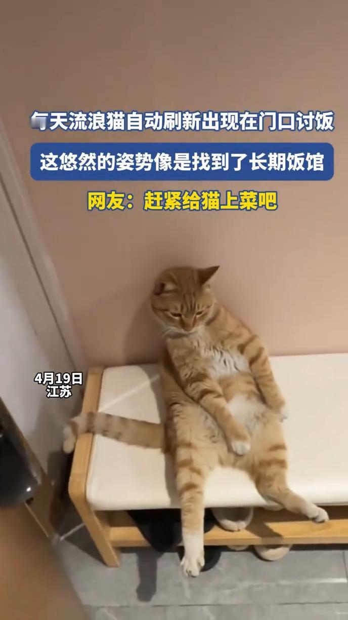 每天流浪猫自动刷新出现在门口讨饭，这悠然的姿势像是找到了长期饭馆。网友：赶紧给猫