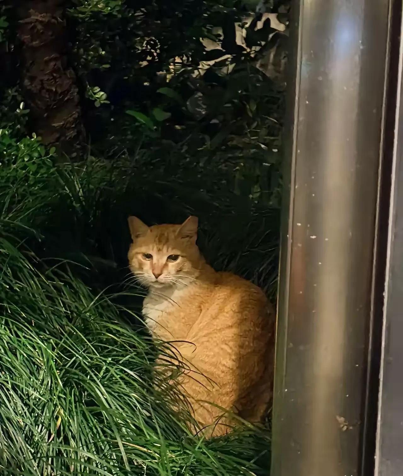 我出差了，家里的猫咪被姐姐家8岁的孩子给揍了，听说伤得还不轻，等我知道这件事的时