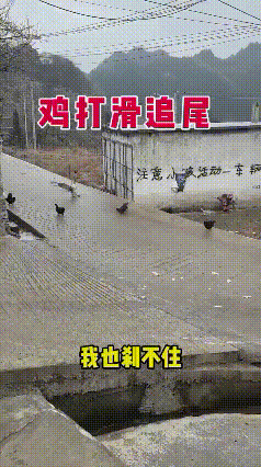 你不要过来呀！太滑了！赶快走开呀！我刹不住了！这路面滑的，连我大鹅都站