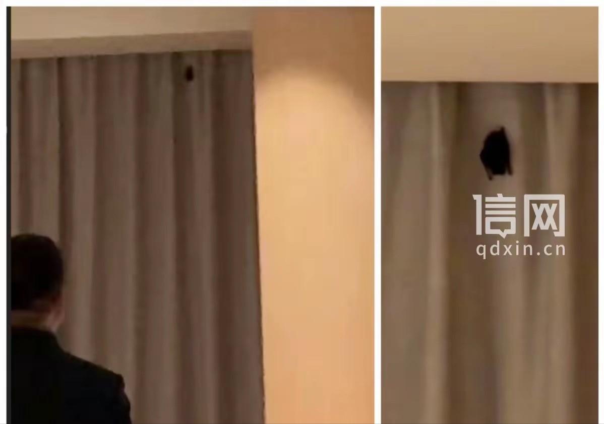 🌙四川成都，男子入住一高档酒店后，竟发有黑影在房间内盘旋，仔细一看竟是一只蝙蝠