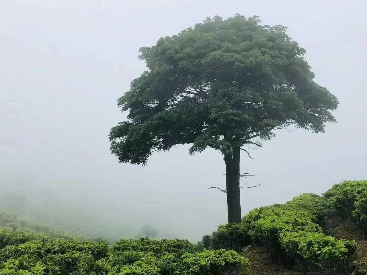 农村在慢慢消失的10大行业：一：农村接生婆。二：农村小卖铺。三：农村理发师