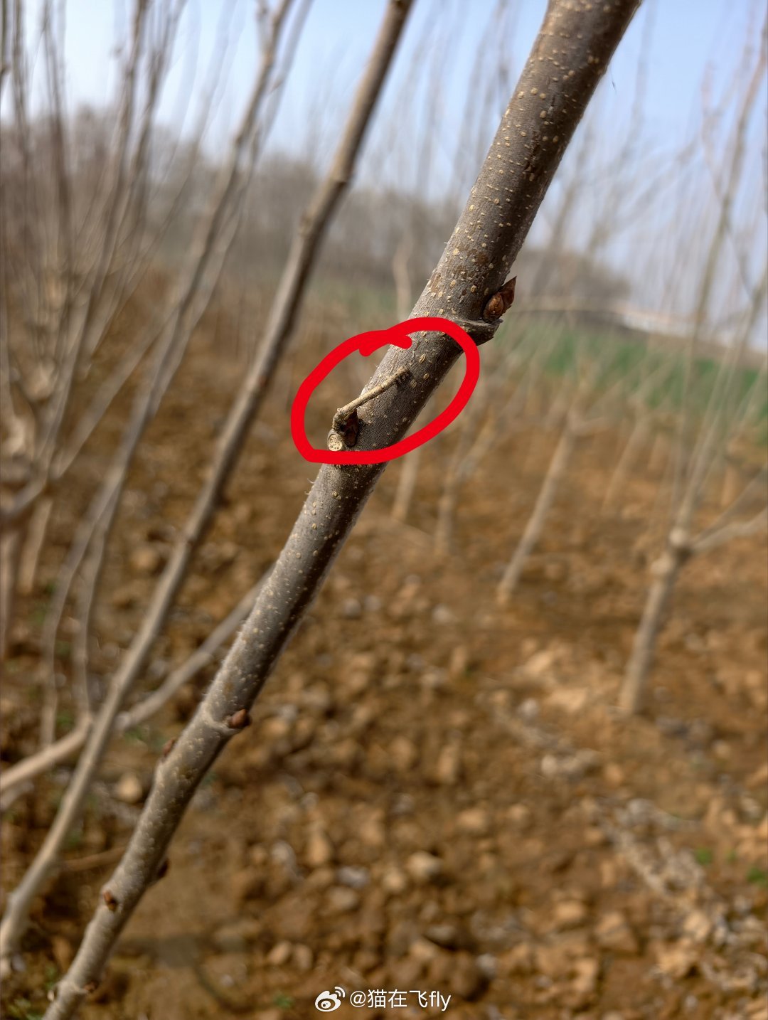 🐛桑树上伪装成枝条的虫子桑尺蠖（huo，四声）它也被叫做